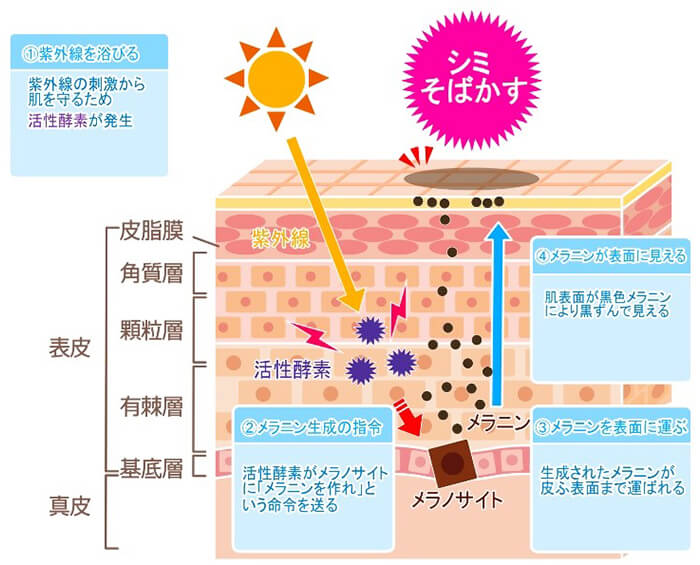 春から夏にかけて紫外線の照射量はピークを迎えます