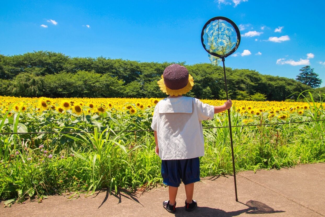 夏のイメージ写真
